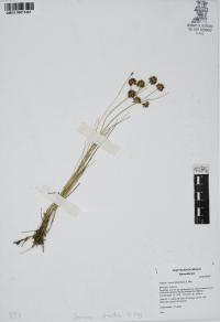 Juncus ebracteatus image